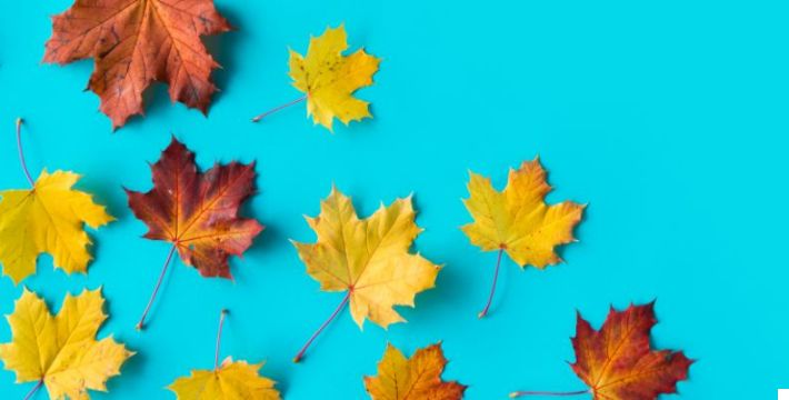 Imagen que muestra un conjunto de hojas en colores de otoño y amarillo sobre un fondo azul claro. La imagen simboliza el servicio de consultoría ofrecido, destacando la conexión con la temporada y la asesoría profesional.